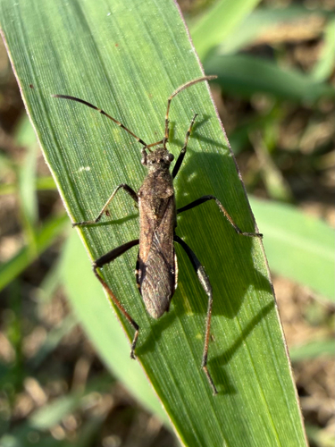 ant bug