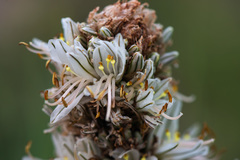 Asphodeline taurica