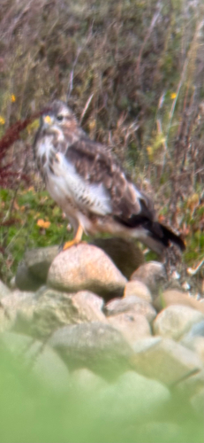 Common Buzzard