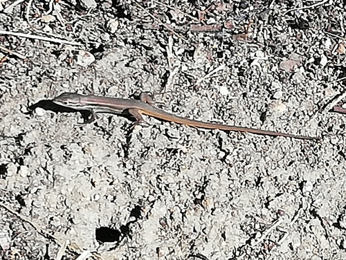 Large Psammodromus