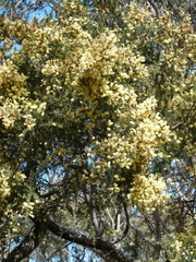 Acacia verticillata verticillata
