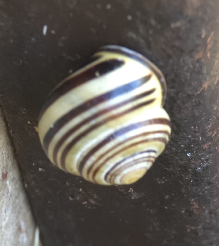 Brown-lipped Snail