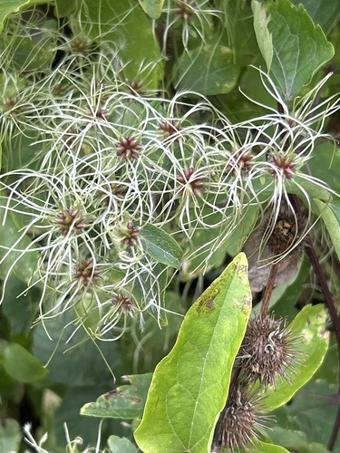 Old man's beard