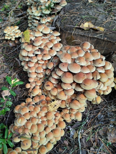 Sulphur Tuft