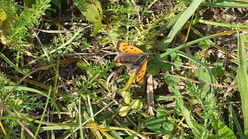 Small Copper