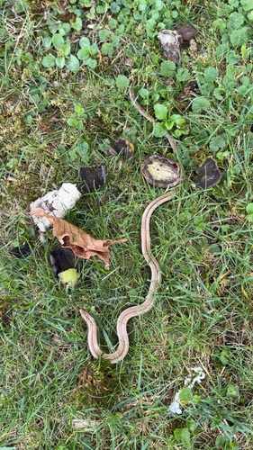 Common Slowworm