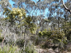 Acacia verticillata verticillata