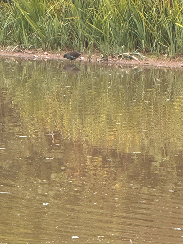 Eurasian Moorhen