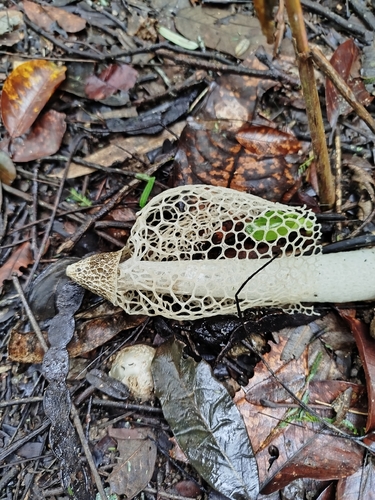 bridal veil stinkhorn