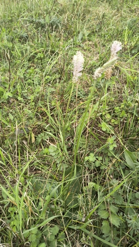 Hoary Plantain