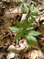 Cardamine glanduligera
