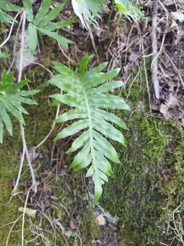 southern polypody