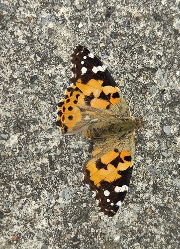 Painted Lady