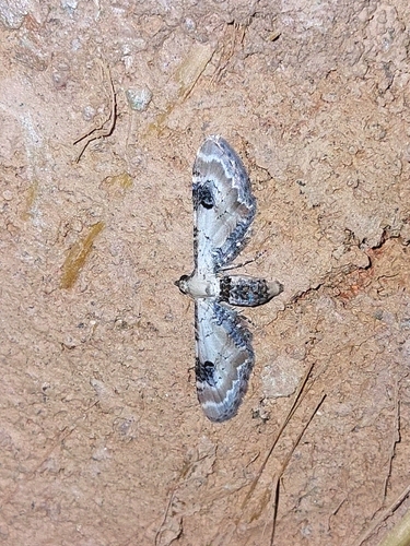 Lime-speck Pug