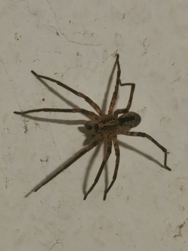 Mediterranean Spiny False Wolf Spider