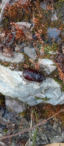 Iberian rhinoceros beetle