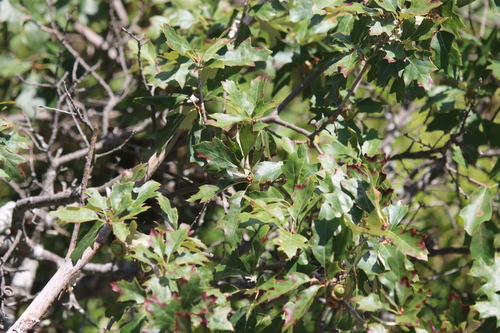 Quercus ilicifolia, photograph 6