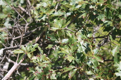 Quercus ilicifolia, photograph (c) Steven Lamonde, some rights reserved (CC BY)
