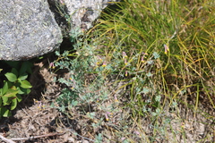 Capnoides sempervirens, photograph (c) Steven Lamonde, some rights reserved (CC BY)