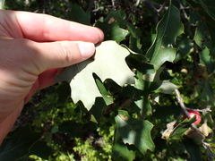 Quercus ilicifolia, photograph (c) Steven Lamonde, some rights reserved (CC BY)
