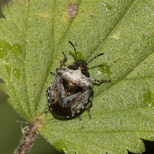 Woundwort Shield Bug