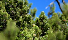 Carduelis citrinella