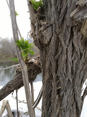Sambucus kamtschatica
