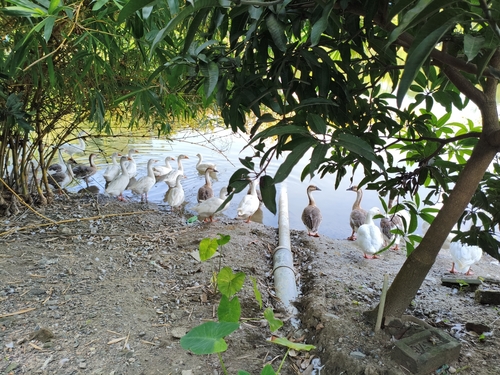 Swan Goose