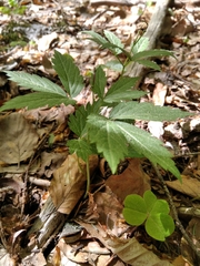 Cardamine glanduligera