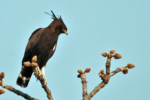 Long-crested Eagle