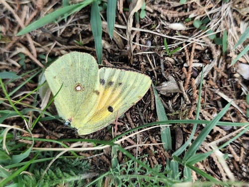 Clouded Yellow
