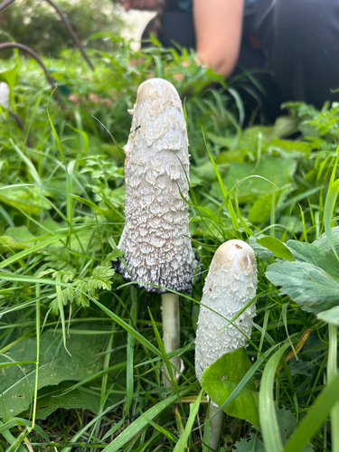 Shaggy Mane