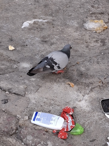 Feral Pigeon