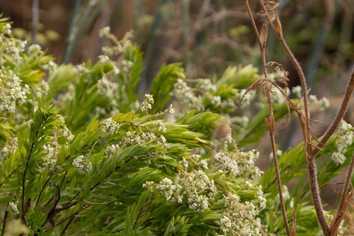 Flax-leaved Daphne