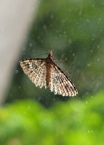 Twenty-plume Moth