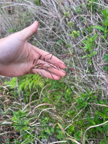 Capillipedium spicigerum observed 2026-09-16