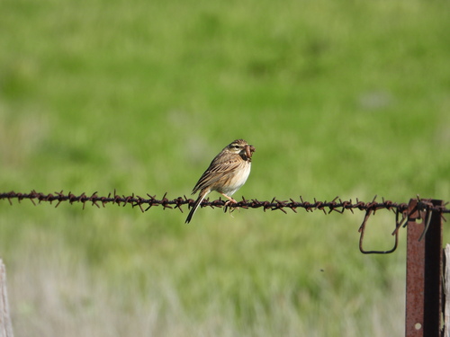 Australian Pipit