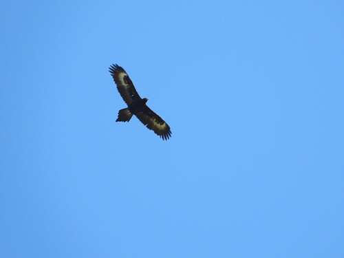 Wedge-tailed Eagle