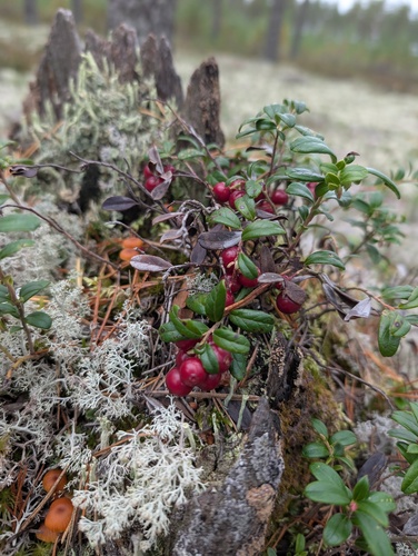 Lingonberry