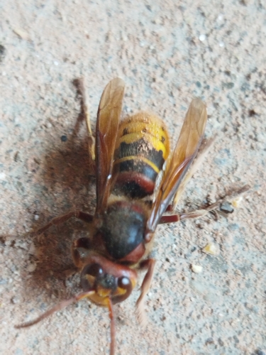 European Hornet