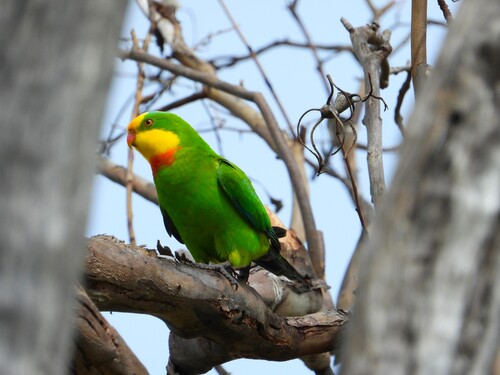 Superb Parrot