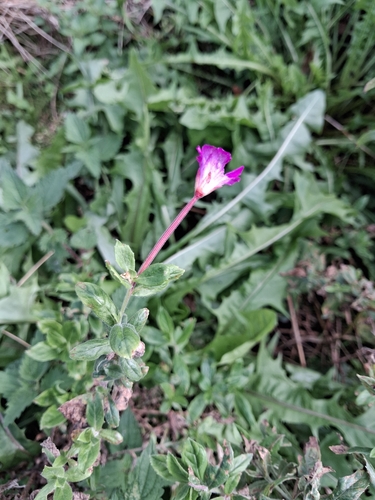 Great Willowherb