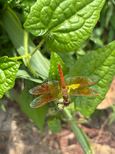 Ditch Jewel