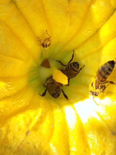 Western Honey Bee