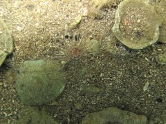 Botruanthus mexicanus