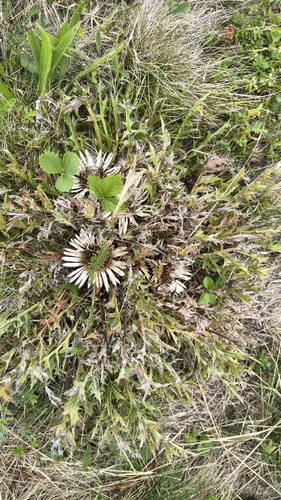 Silver Thistle