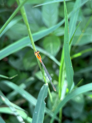 Common Bluetail