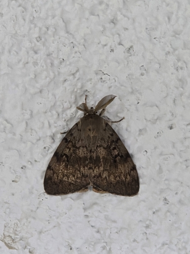 Spongy Moth