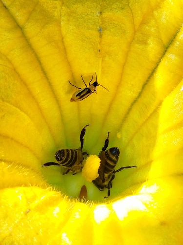 Western Corn Rootworm
