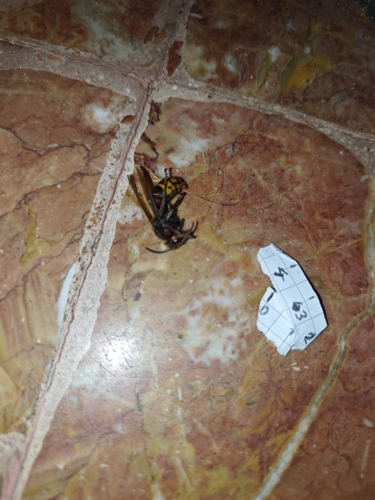 European Hornet